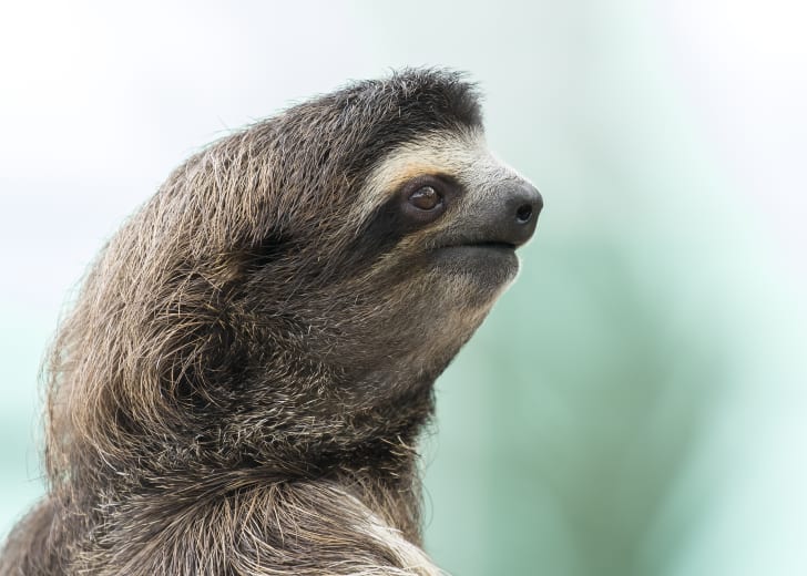 Close-up of a sloth