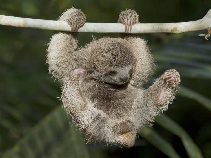 A baby sloth hangs from a branch