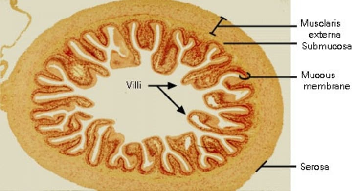 What Is Catgut Made From Mental Floss