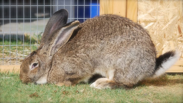 14 Fascinating Facts About Rabbits Mental Floss When other animals are sick, they are taken to animal specialists called vets, you would have probably thought. 14 fascinating facts about rabbits