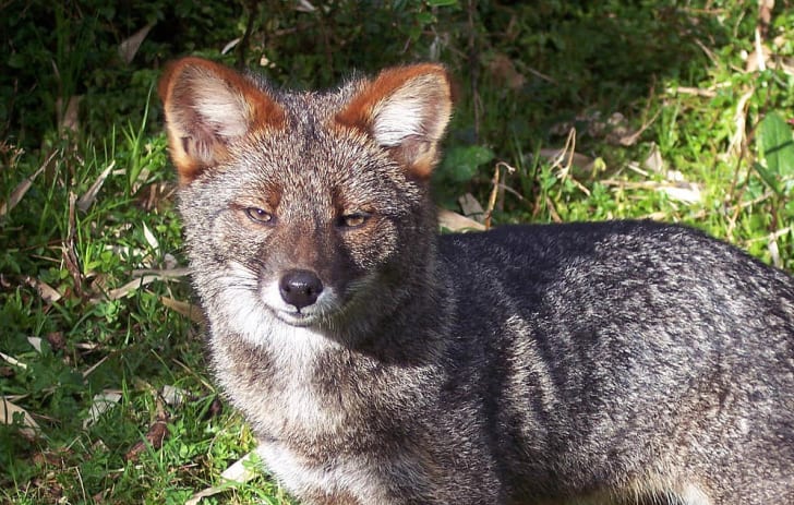 A close-up of Darwin's fox.