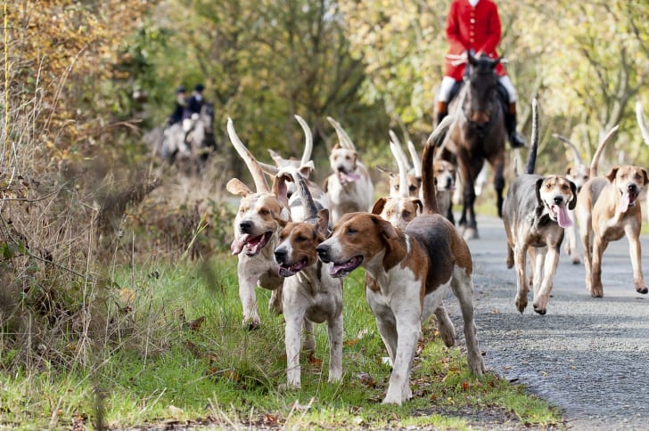 Dogs out on a fox hunt.
