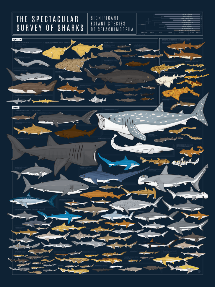 Shark Chart