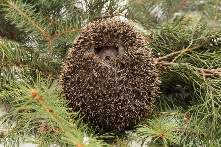 Hedgehog curled up on some pine branches.