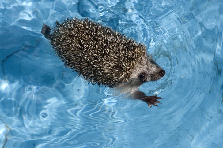 Hedgehog swimming in a pool.