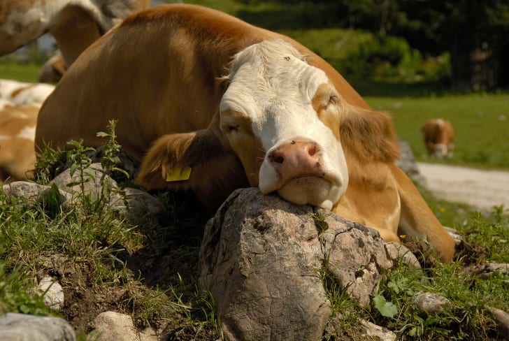 Cow sleeping with its head on the rock.