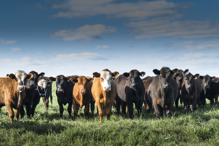 Cattle in a field.