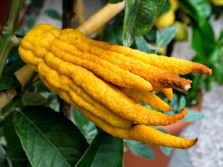 A yellow Buddha's hand fruit in a tree surrounded by leaves.