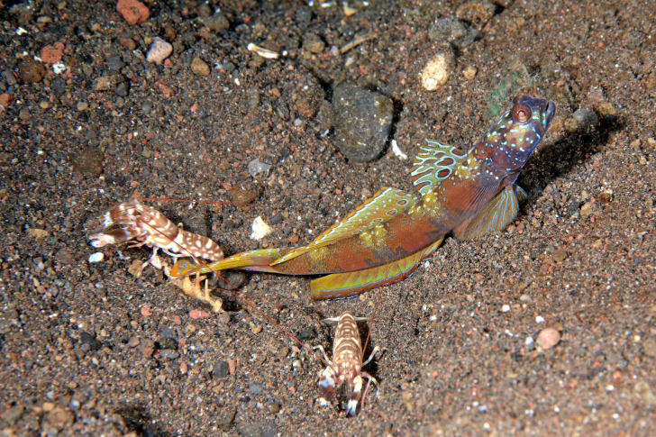Two tiger pistol shrimp (Alpheus bellulus) with a wide-barred shrimpgoby (Amblyeleotris latifasciata).