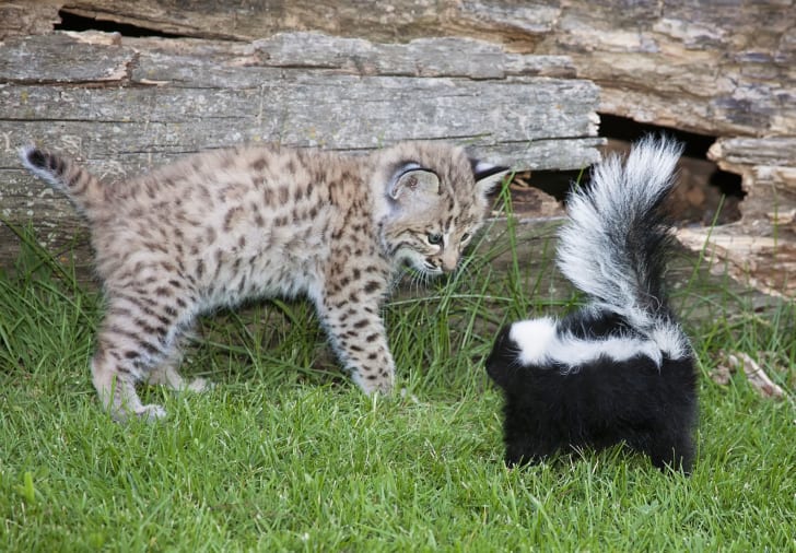 Really adorable picture of a bobcat kitten interacting with a skunk