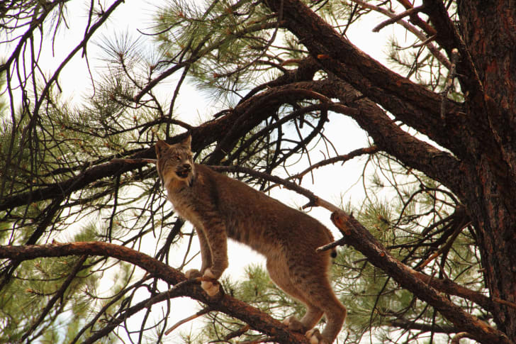 13 Furry Facts About Bobcats Mental Floss