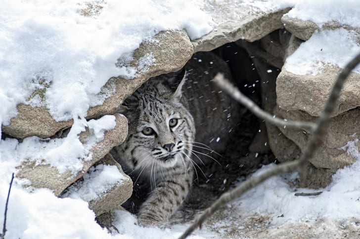 Bobcat peeking out from a shelter of rocks covered in snow