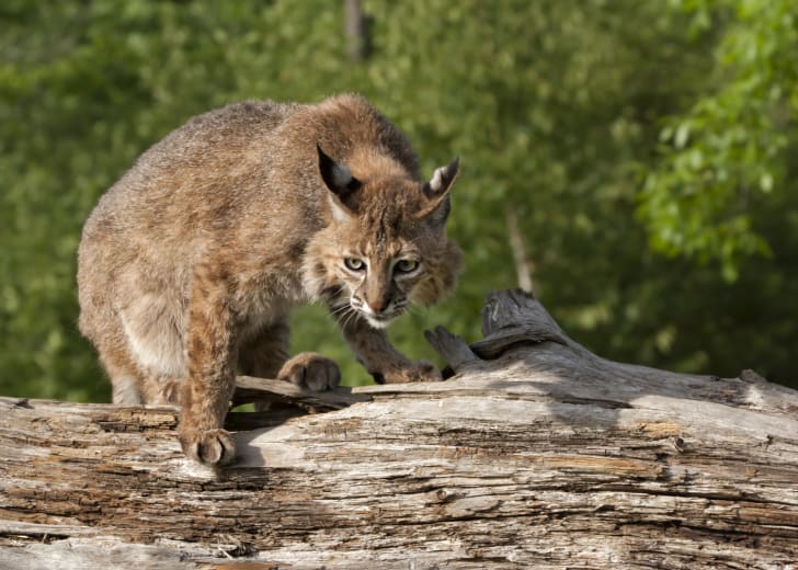 Bobcat sitting on a log