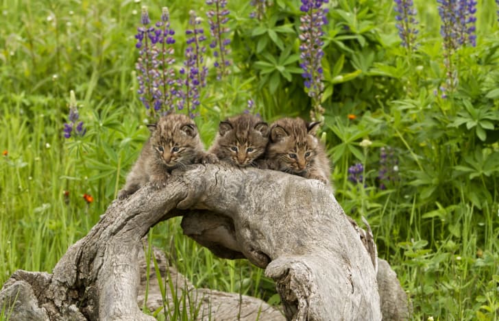 Adorable photo of three bobcat kittens hanging from an oddly shaped log