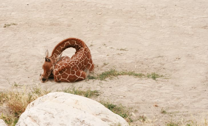 Baby giraffe sleeping on the ground