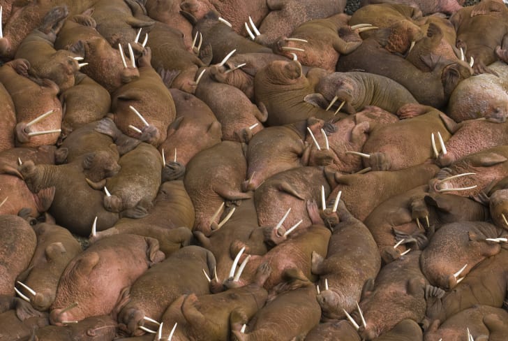 Hundreds of walruses sleeping together.