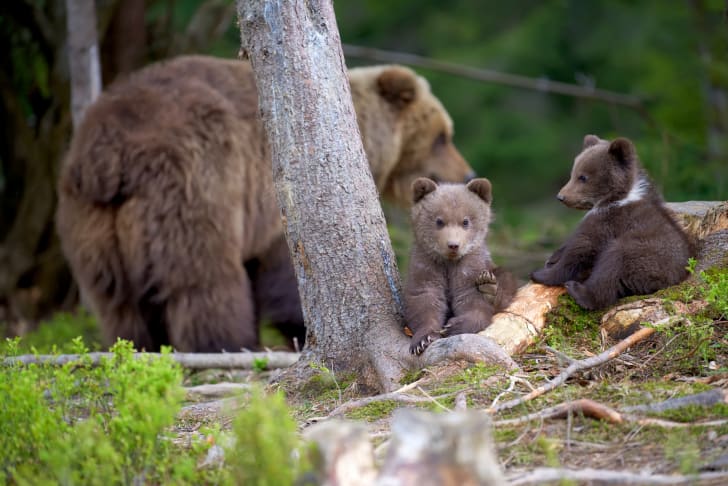 Mother bear and two cubs in the woods.