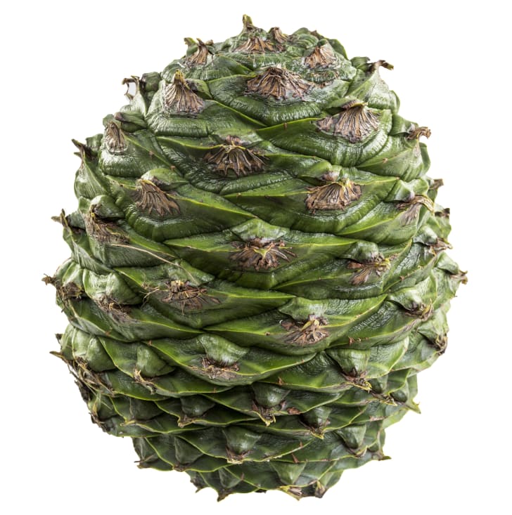 Bunya Pine Cone
