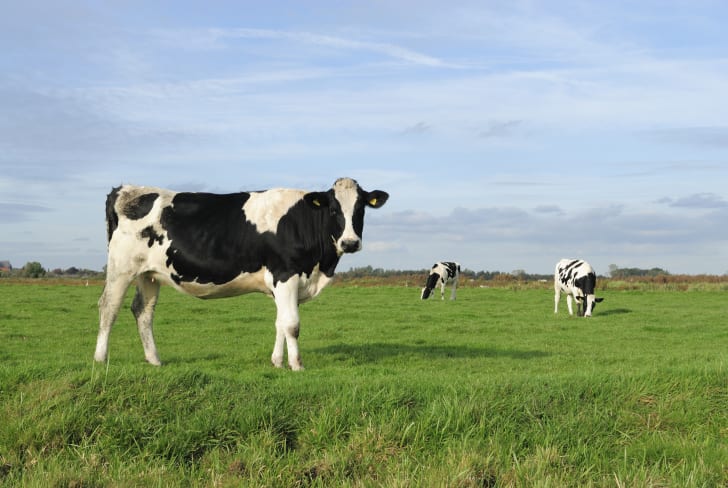 Cow in pasture.