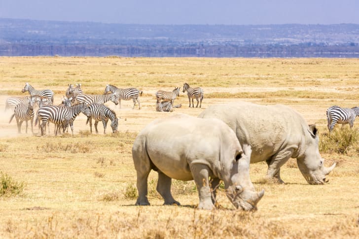 rhinos gathering with zebras