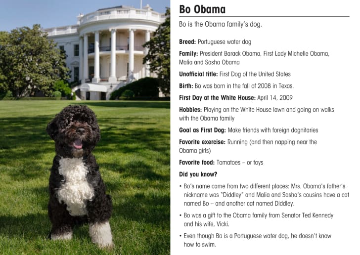 Bo Obama sits on the White House lawn.