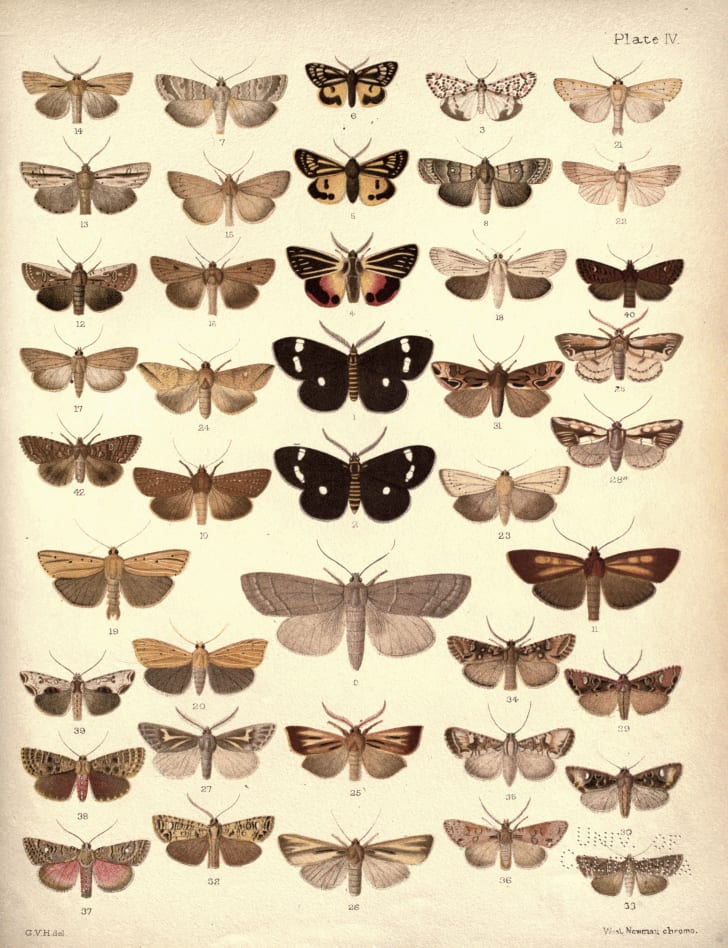 Collection of New Zealand moths and butterflies