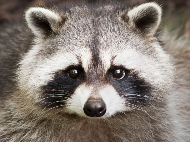 Raccoon face up close.