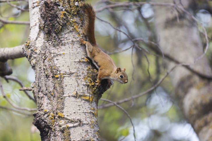 A squirrel stands on the knot of a tree trunk looking down at the ground.