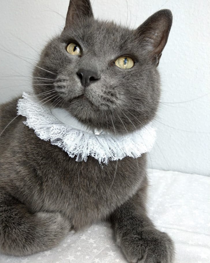 cat in lace collar