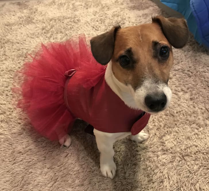 dog in dress