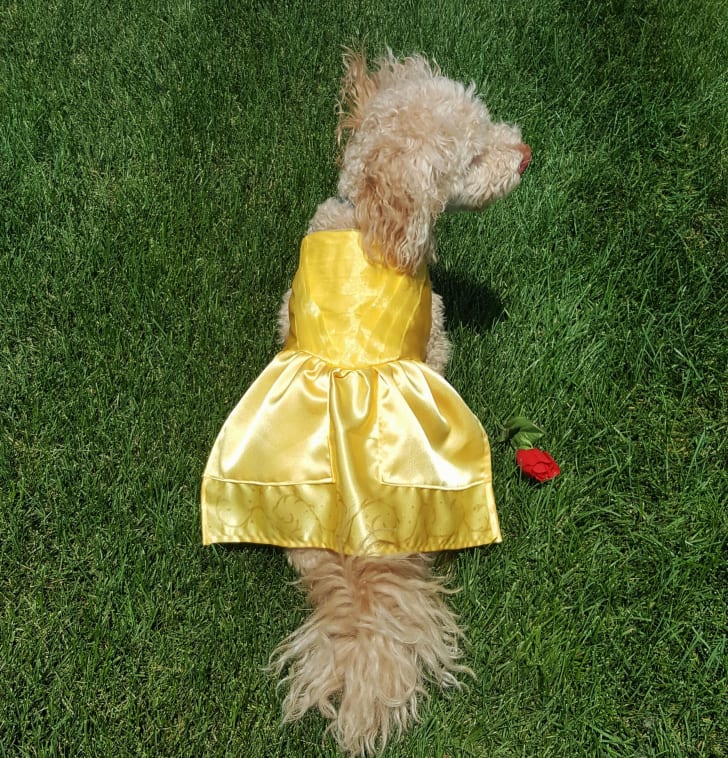 Dog Belle Dress