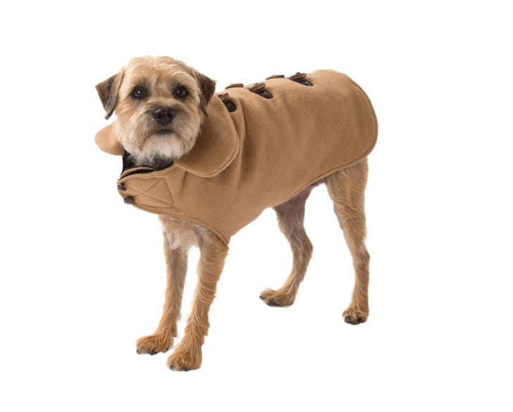 dog in coat