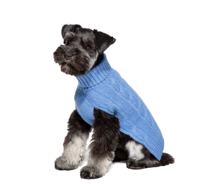 dog in sweater