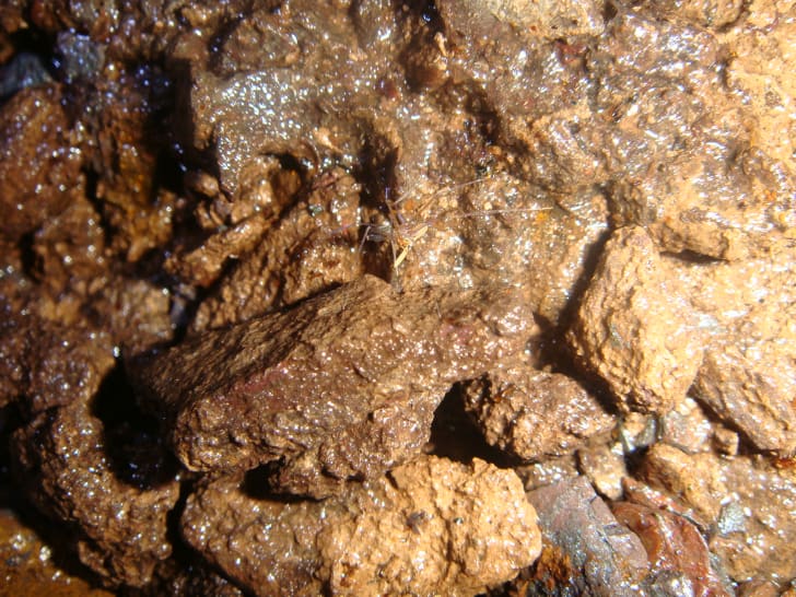Ochyrocera varys, a new cave spider discovered in Brazil named after the character Lord Varys from 'Game of Thrones'
