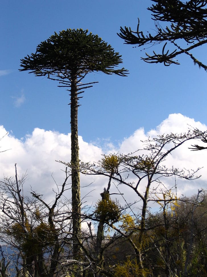 A tall tree with no branches or leaves on most of the trunk, only at the top - it resembles an umbrella. A blue sky with clouds is in the background.