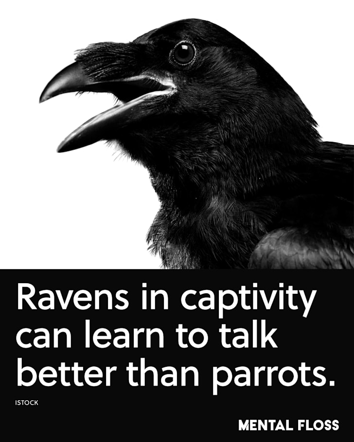 [Image: ravens2x.png?itok=2aXzHKGS]