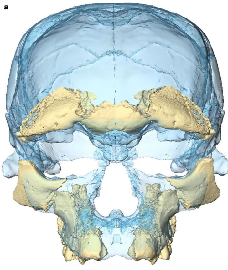 facial reconstruction of 300,000-year-old skull found in Morocco