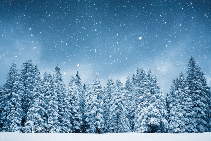 A forest in a flurry of snow.