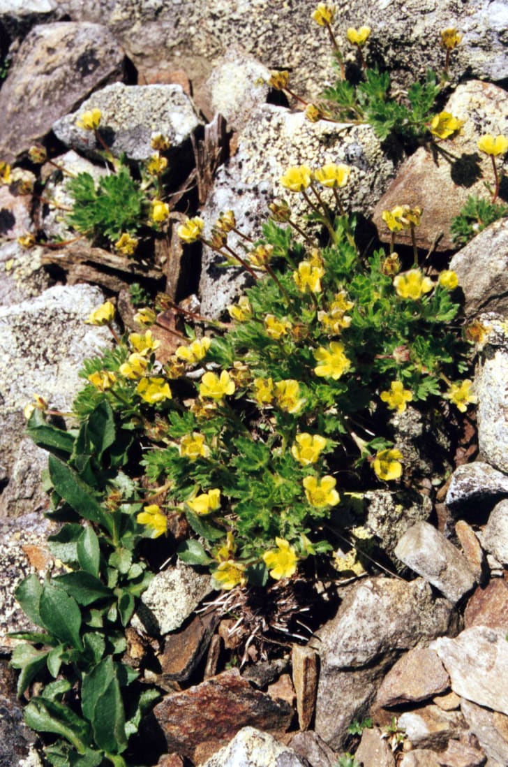 Robbins' Cinquefoil