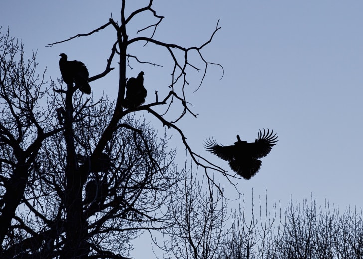 Wild turkey in flight