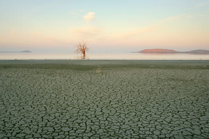 playa and lone tree at salton sea shore