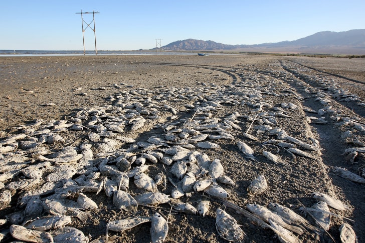 dead fish on salton sea shore