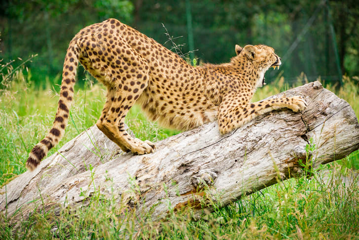 cheetah at Oregon's Wildlife Safari stretching on a log