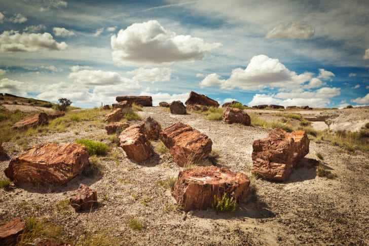 Petrified Forest National Park