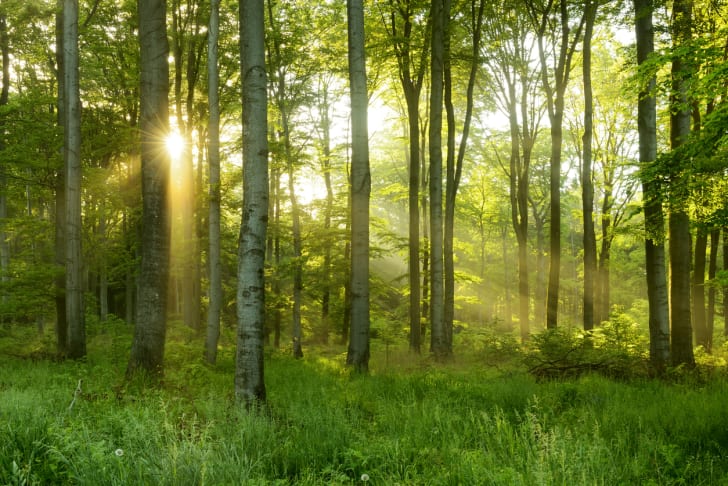 Trees