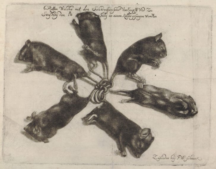 An Almost Comprehensive History Of Rat Kings Mental Floss I read that they got 4 pairs of muscles for their tails, but saw a diagram that showed 6 tendons in the cross section of a rat's kind of like 3 joints. comprehensive history of rat kings