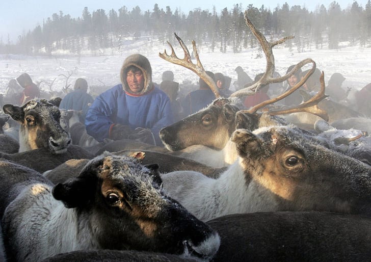 A herdsman in Siberia handles his reindeer.