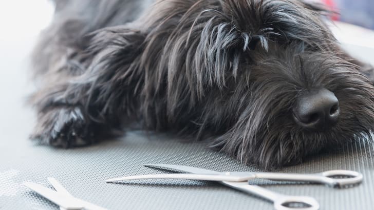 13 Secrets Of Pet Groomers Mental Floss