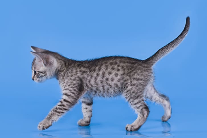 6 Fast Facts About Egyptian Mau Cats Mental Floss