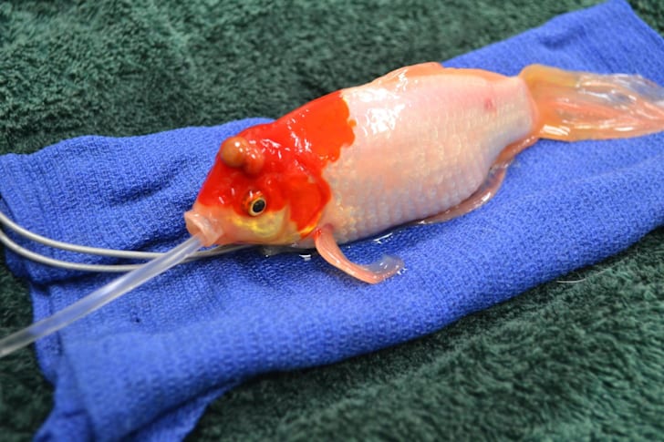 7 Incisive Cases Of Fish Surgery Mental Floss
